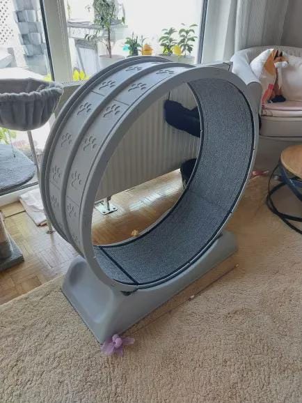 Cat Exercise Wheel – 31.5" Indoor Running Wheel with Brake, Sturdy Cat Treadmill for Fitness and Fun