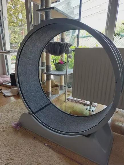 Cat Exercise Wheel – 31.5" Indoor Running Wheel with Brake, Sturdy Cat Treadmill for Fitness and Fun